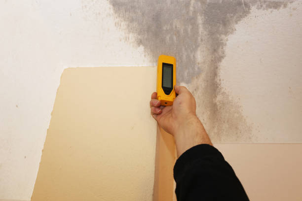 Biohazard Mold Removal in Deerfield, MI