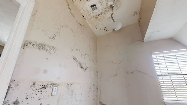 Best Basement Mold Removal  in Deerfield, MI