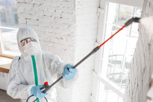 Best Mold Damage Restoration  in Deerfield, MI