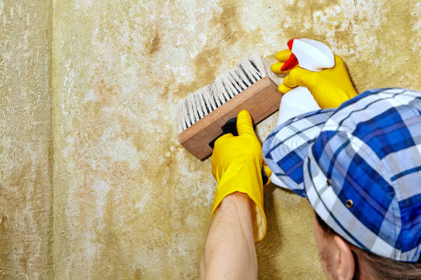 Best Forensic Mold Investigation  in Deerfield, MI