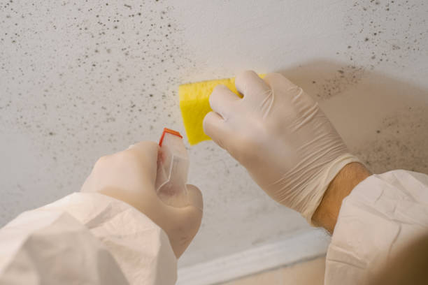 Best Real Estate Mold Inspection  in Deerfield, MI