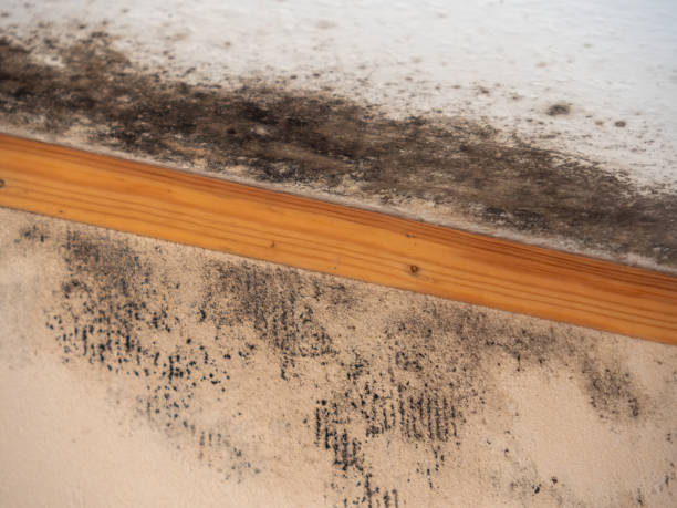 Best Black Mold Removal  in Deerfield, MI