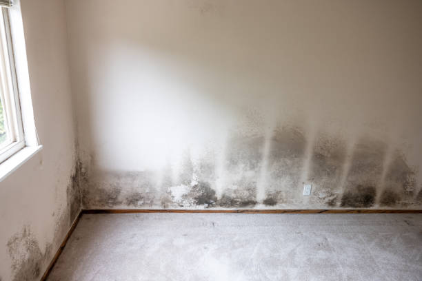Best Asbestos and Lead Testing During Mold Inspection  in Deerfield, MI