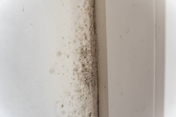 Mold Odor Removal Services in Deerfield, MI
