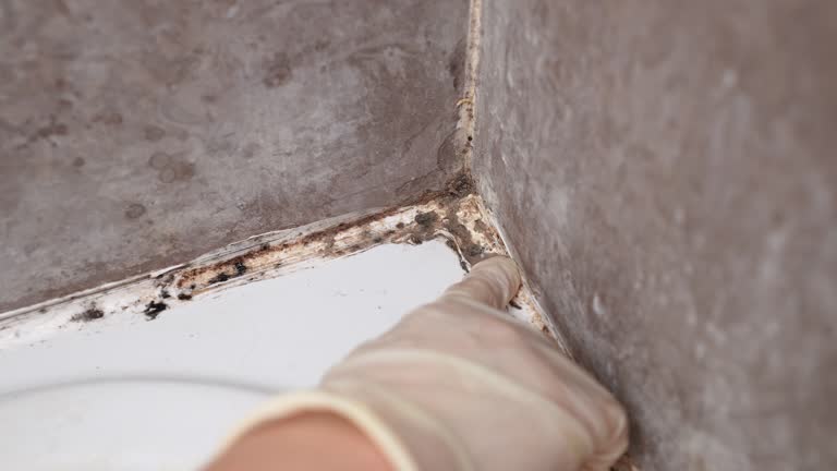 Best Biohazard Mold Removal  in Deerfield, MI